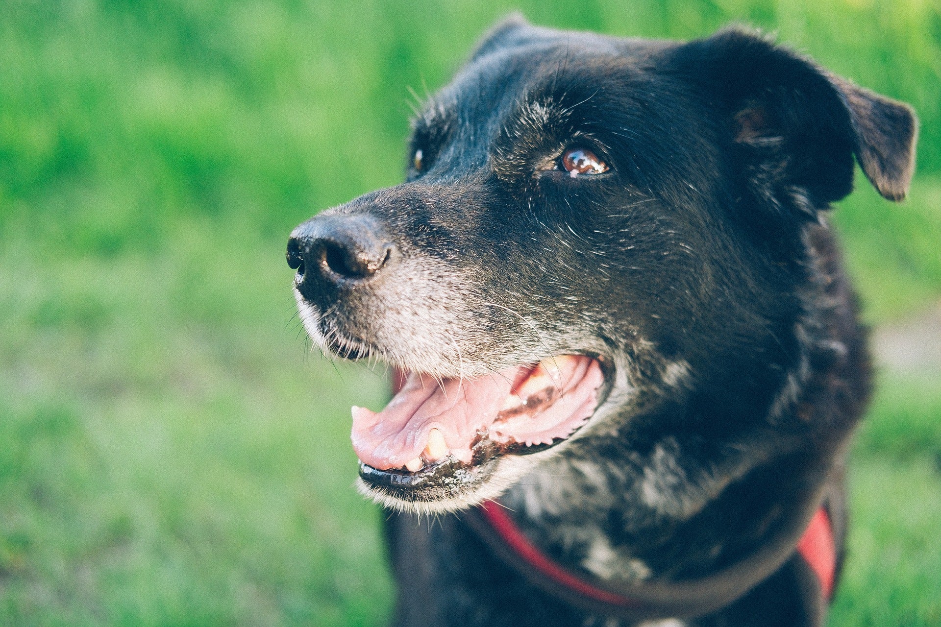 Älterer Hund