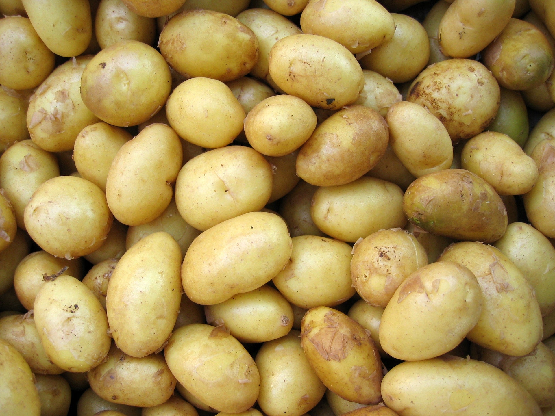 Barf Kartoffeln: Warum Kartoffeln eine gute Kohlenhydratquelle für Hunde sind