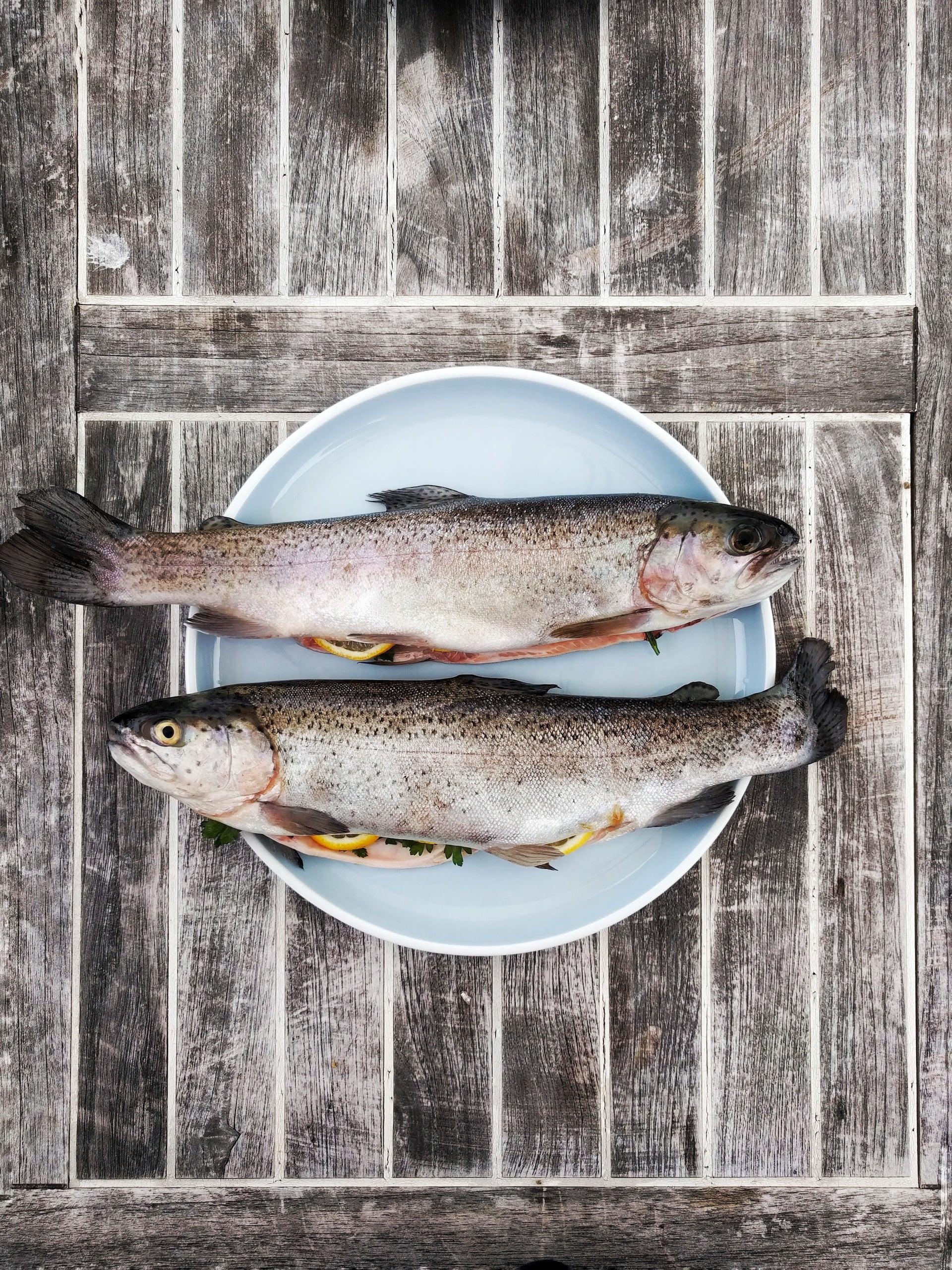Fisch für Hundefutter