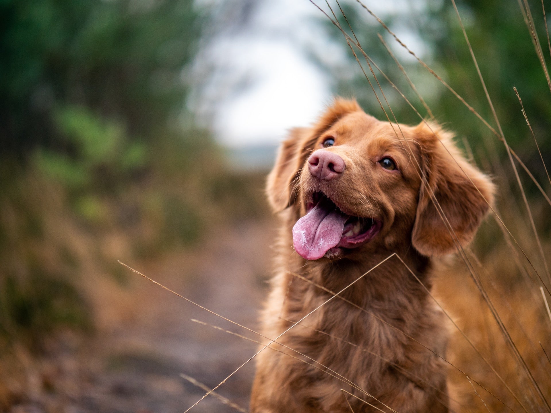 Hund im Wald