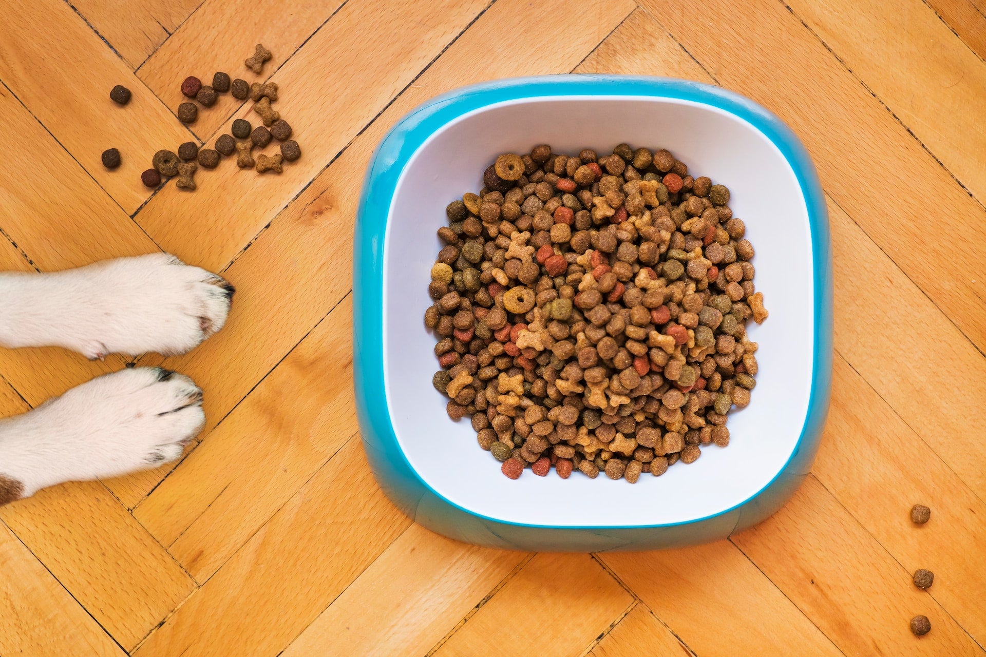 trockenes Hundefutter im Napf