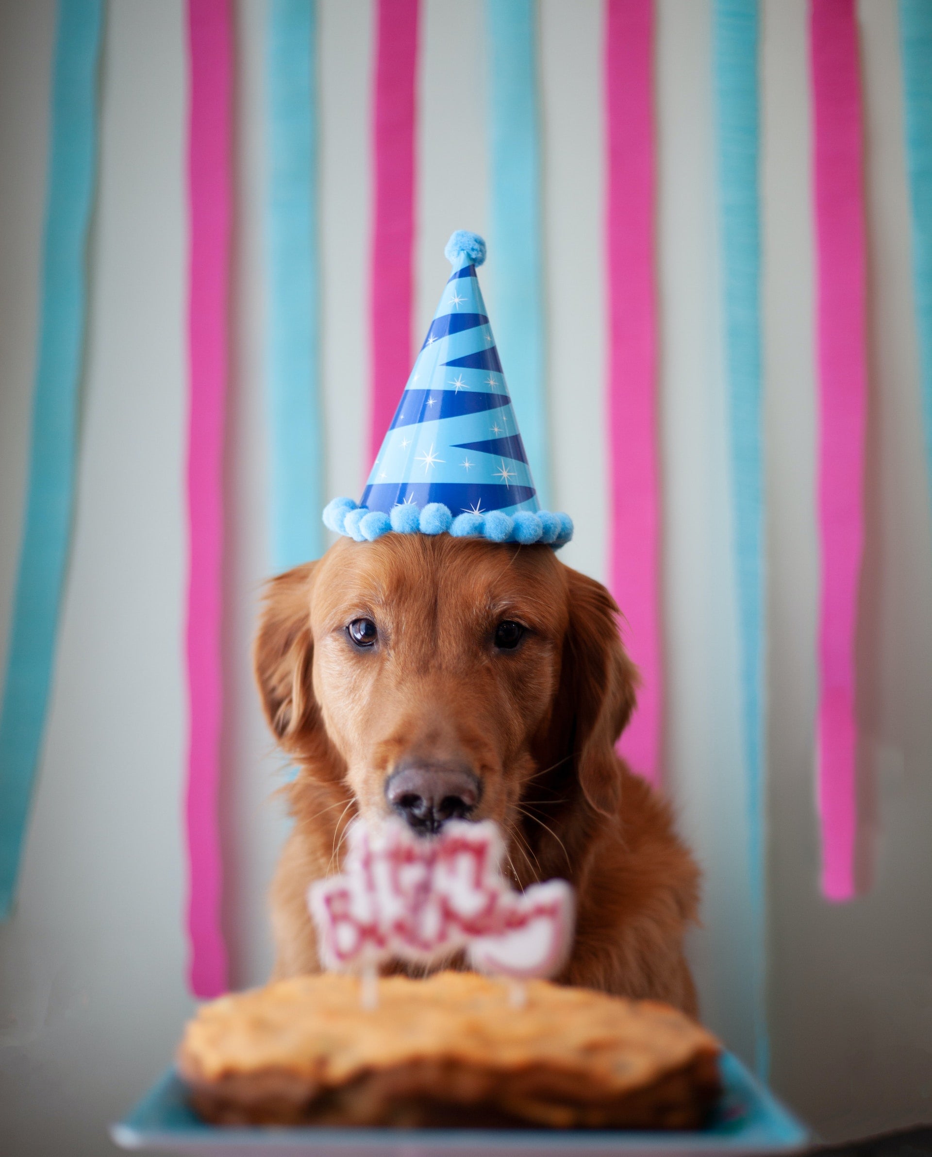 Hundegeburtstag