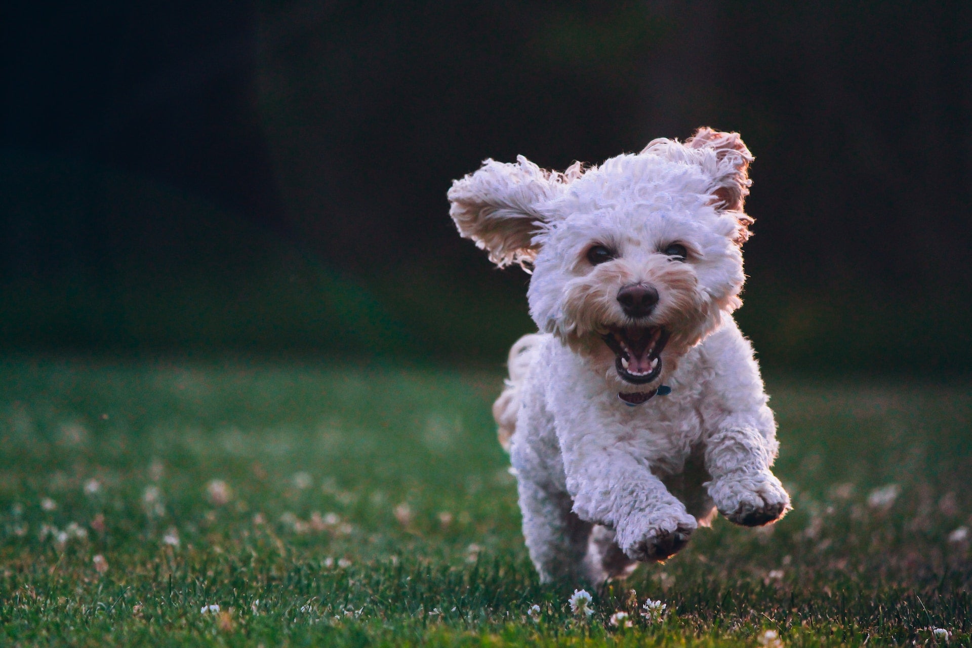 Immunsystem vom Hund