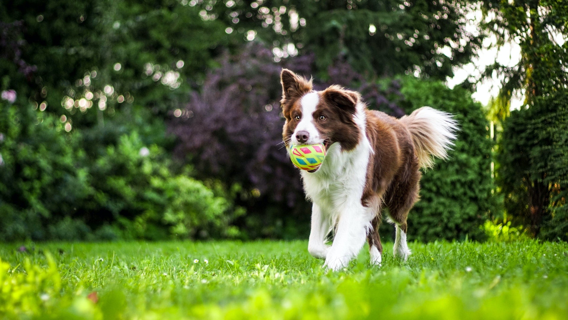 Hund spielt mit Ball