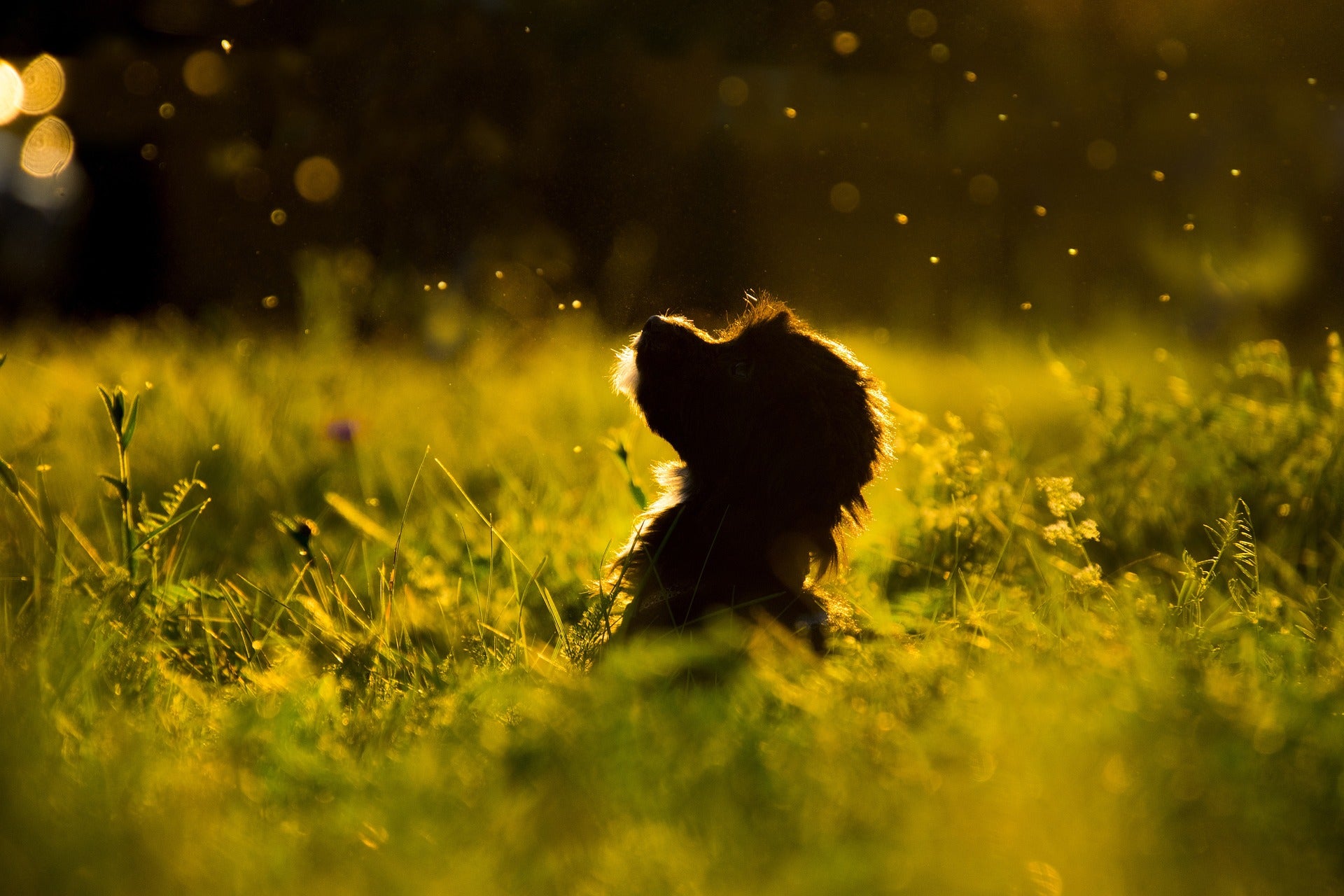 Hund mit Allergie
