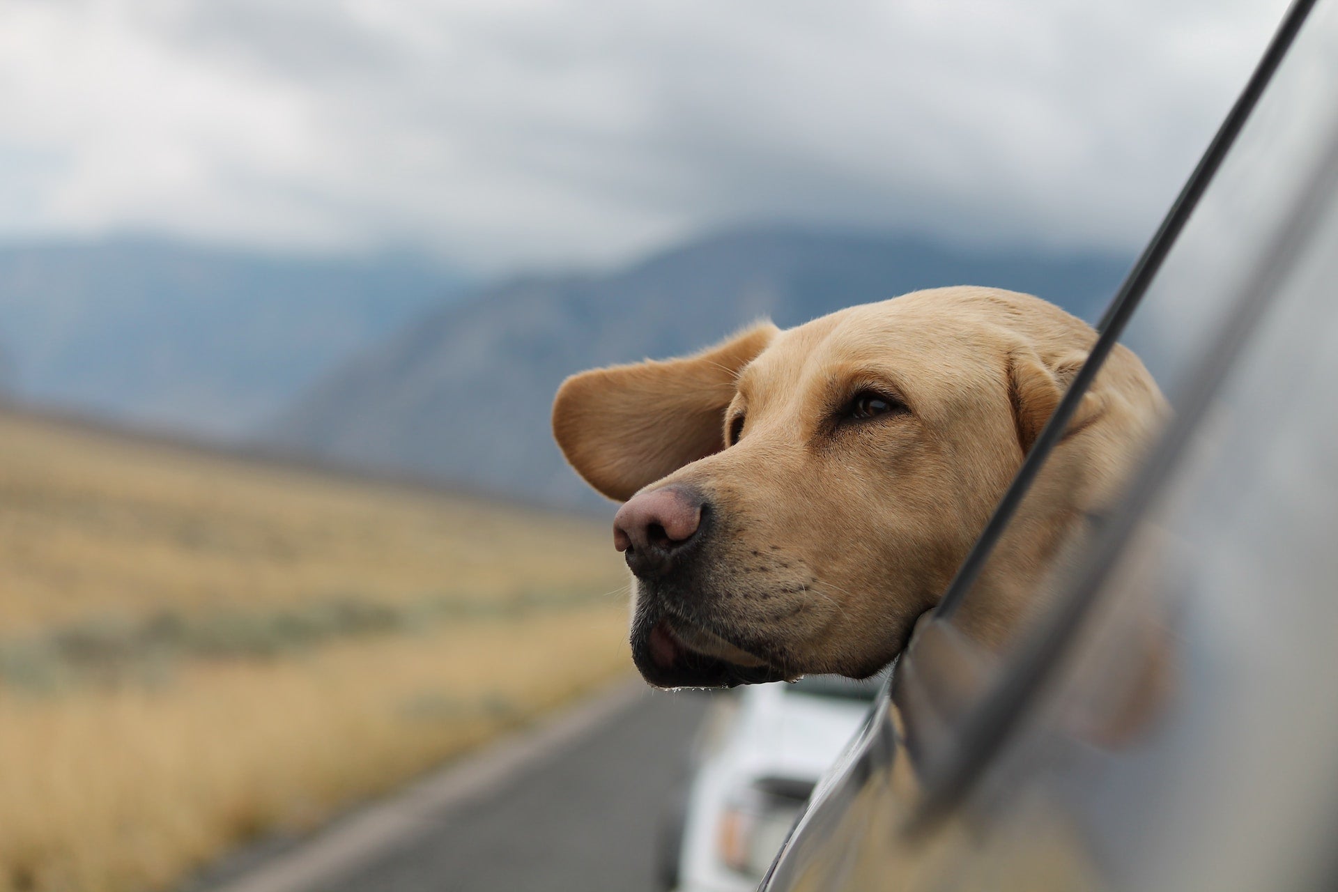 Mit Hund verreisen
