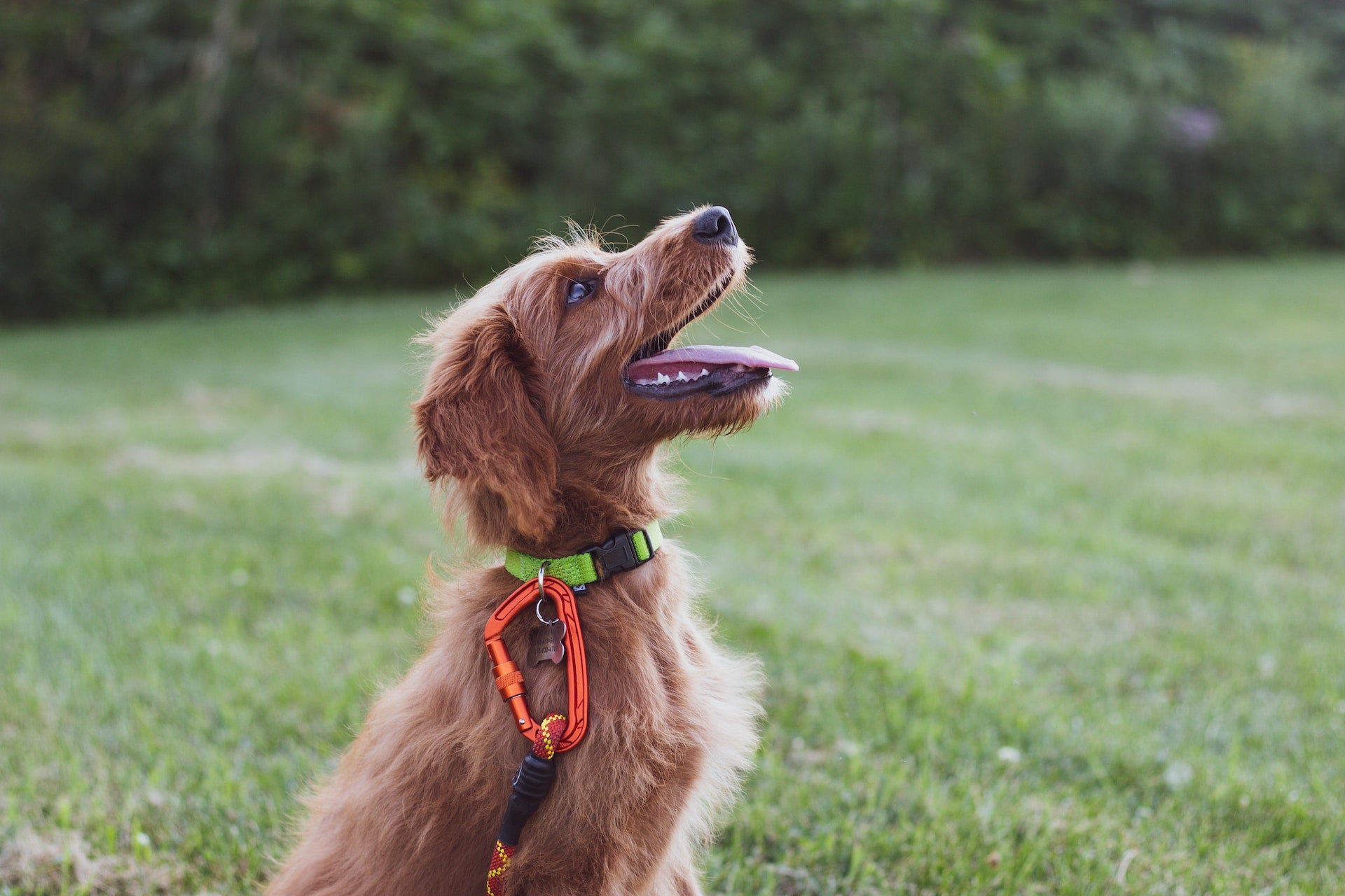 Hundetraining