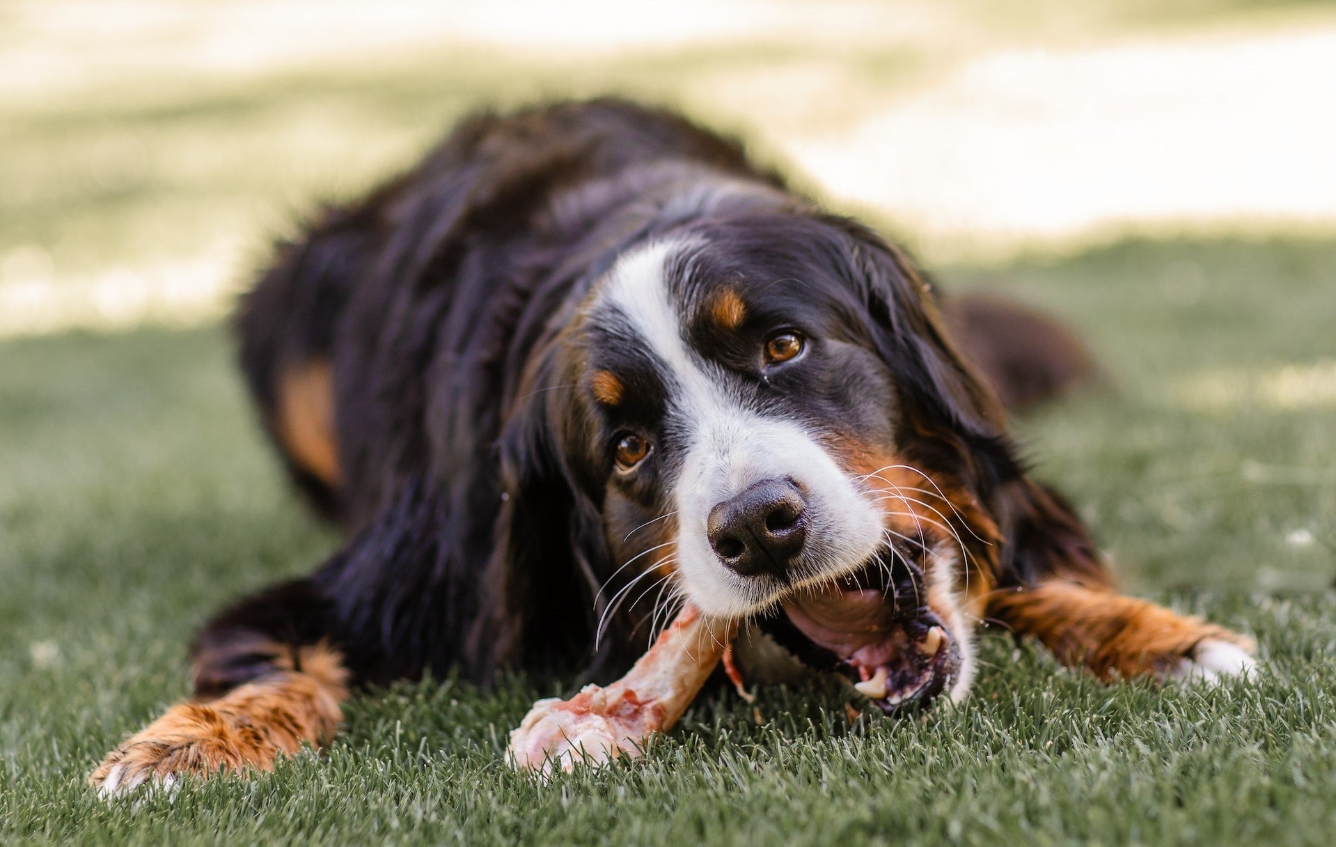 Hund mit Knochen