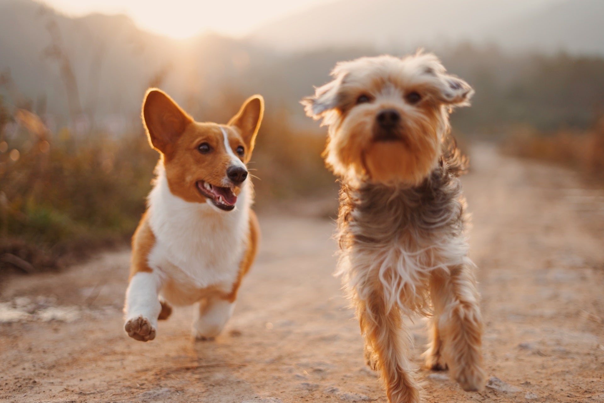 Barf Supplements: Welche Nahrungsergänzungsmittel du bei einer rohen Hundeernährung verwenden solltest