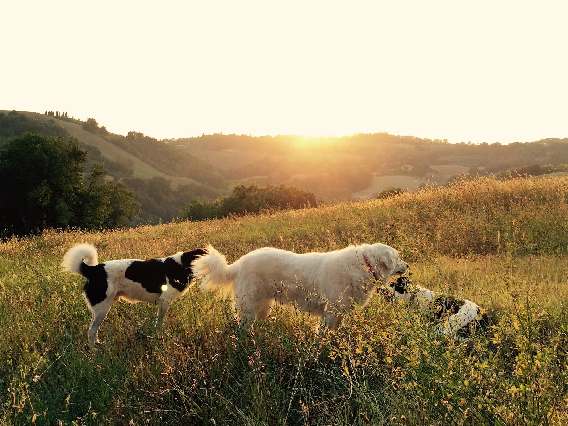 natürliche Ernährung für Hunde