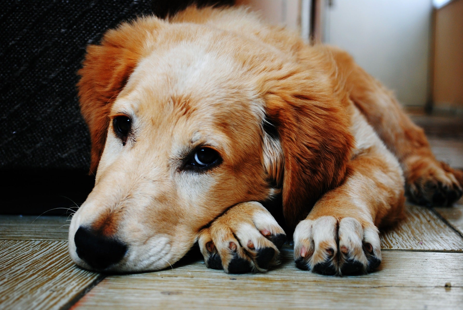 Golden Retriever