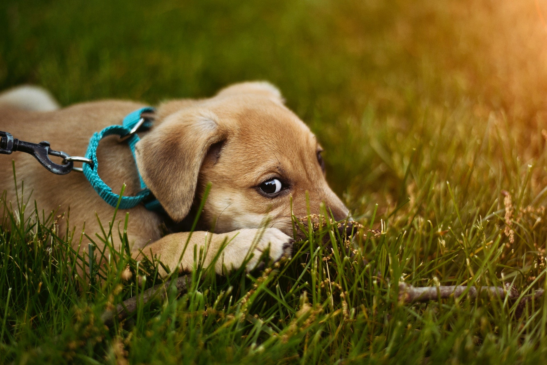 kleiner Hund