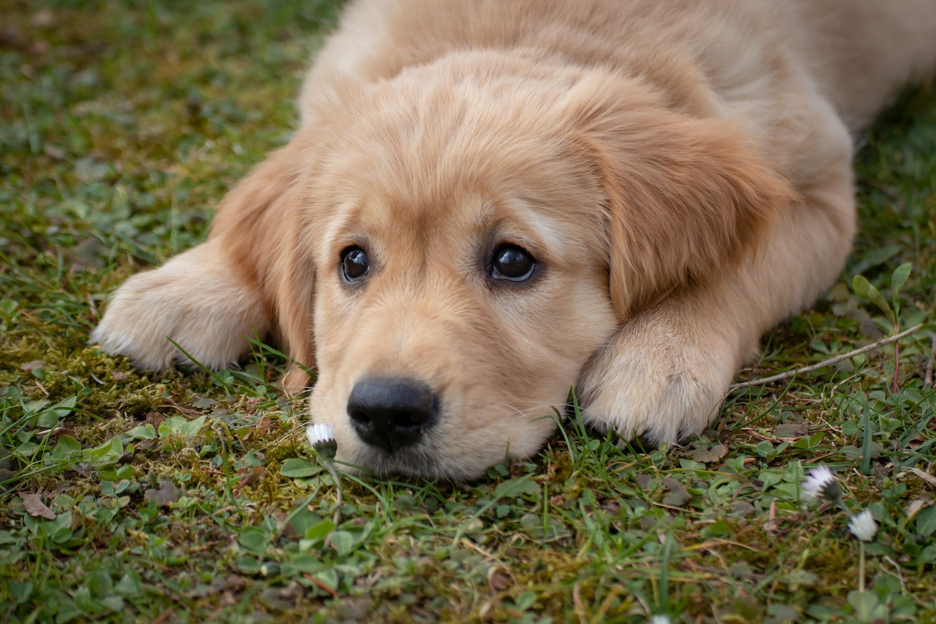 Hundewelpe