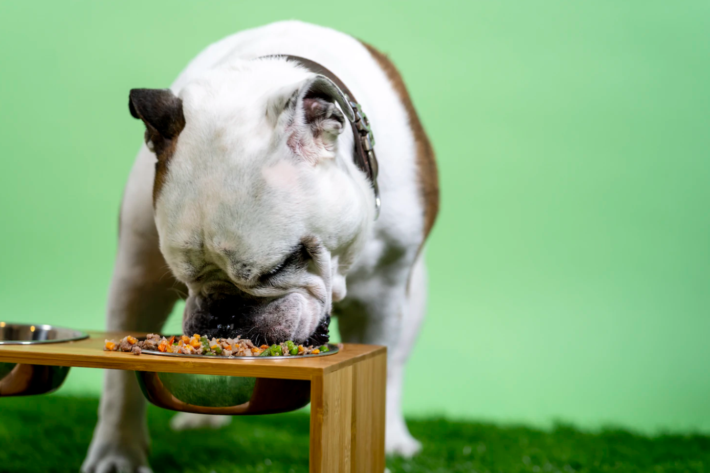 BARF Calcium: Warum Calcium in der rohen Hundeernährung so wichtig ist