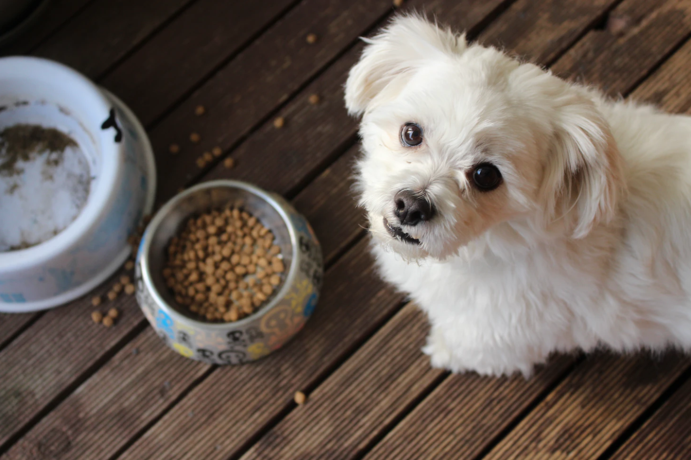 Hundefutter ohne Zucker: Warum süße Snacks deinem Hund schaden können