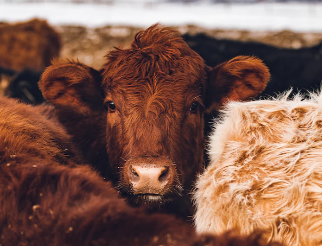 Hundefutter mit Rindfleisch: Warum Rindfleisch eine gute Proteinquelle für Hunde ist