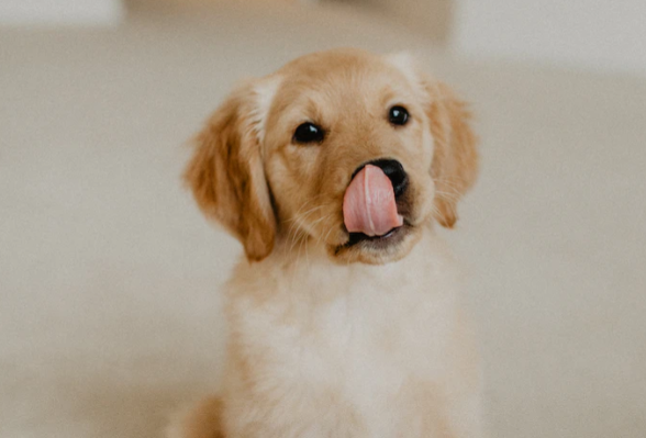 Hundefutter für Welpen: Wie du deinen Hund im Wachstum optimal ernährst