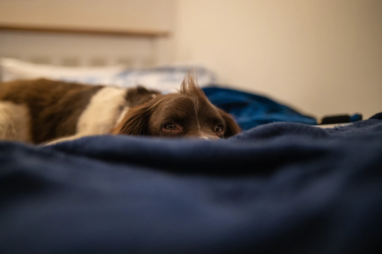 Schluss mit Rückenschmerzen - Wie ein orthopädisches Hundekissen Ihrem Hund helfen kann
