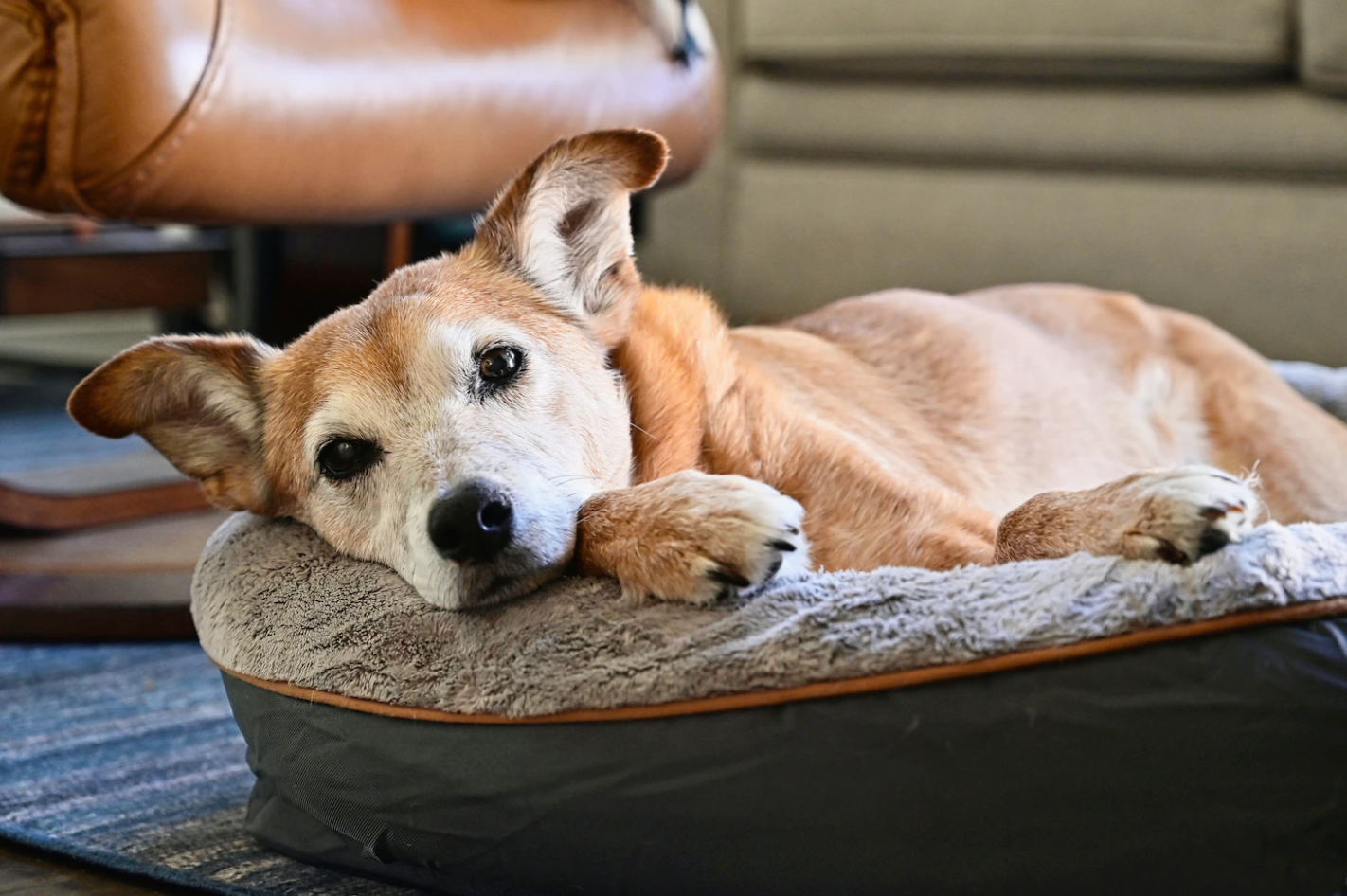 Kühl und bequem - Die perfekten Hundekissen für den Sommer