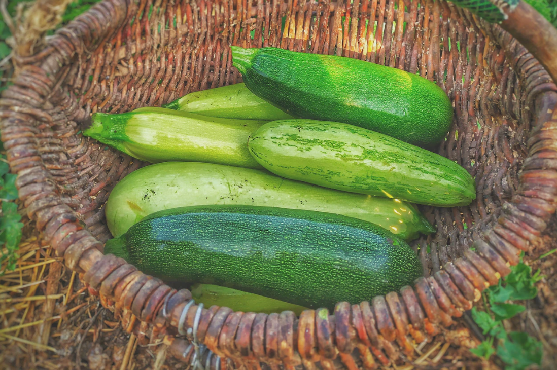 Barf Zucchini: Warum Zucchini eine gute Ergänzung in der rohen Hundeernährung ist