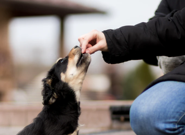 Hundesnacks: Belohnungen und Kauartikel für den Hundealltag