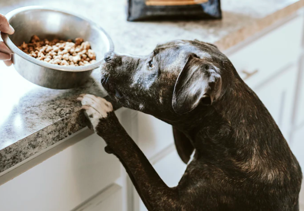 Hundefutter Diät: Wie du deinen Hund bei Übergewicht gesund ernährst