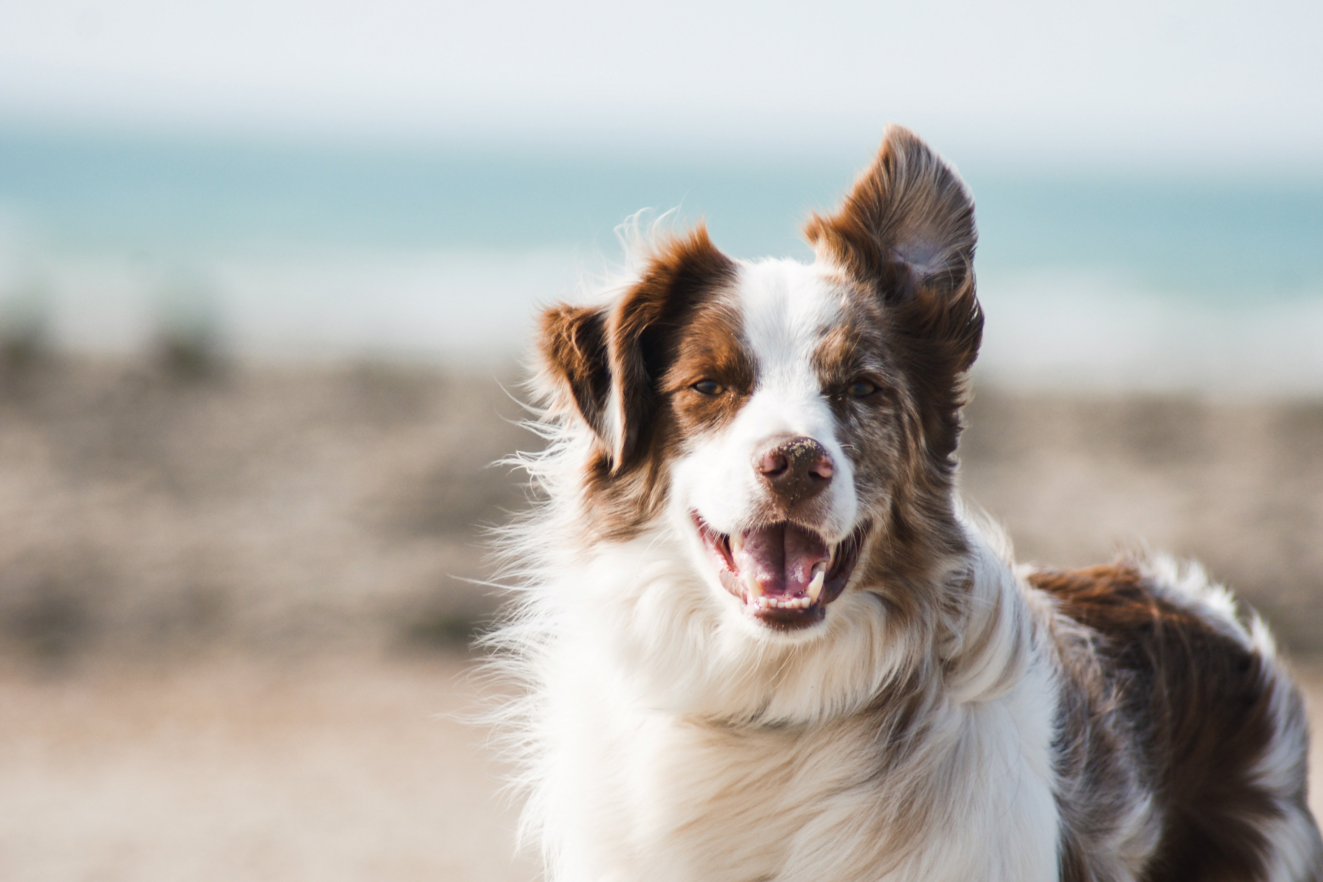 Rinderpansen für Hunde: Warum Pansen ein wichtiger Bestandteil in der Hundeernährung sein kann