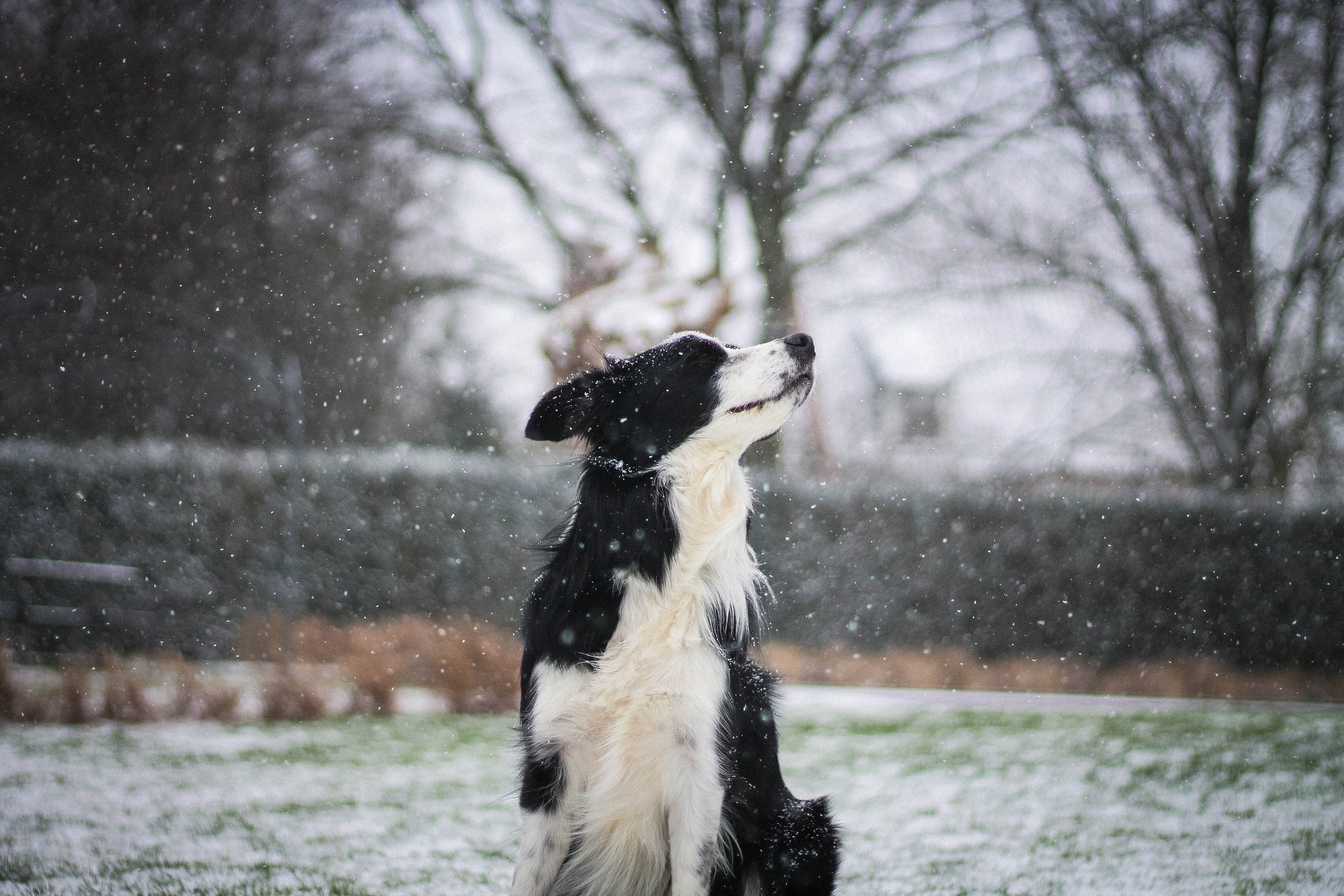 BARF im Winter