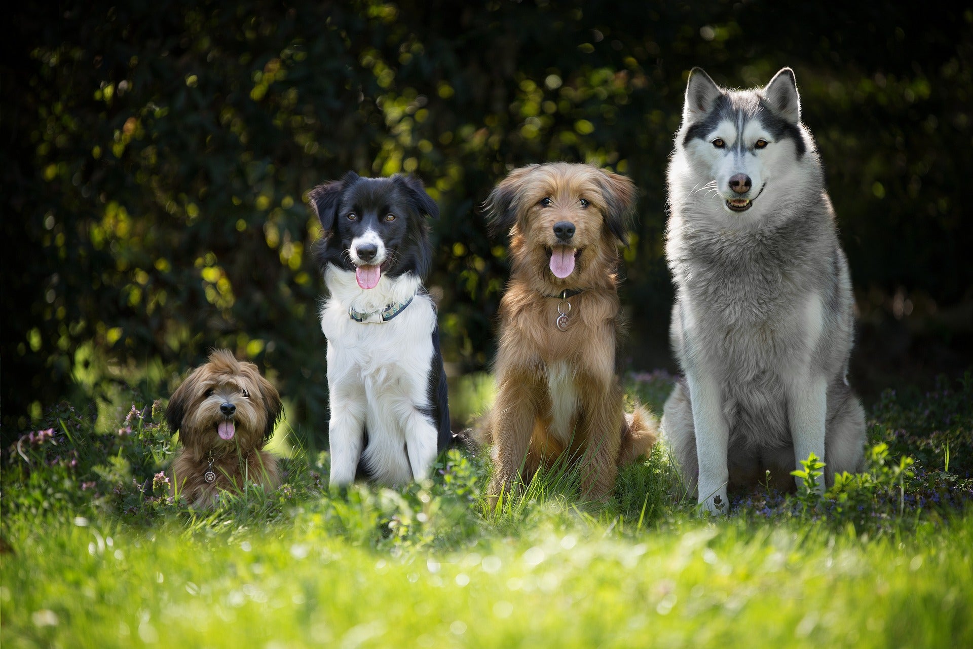 verschieden große Hunde